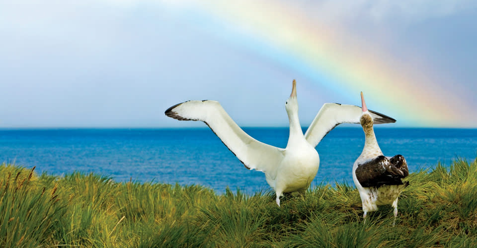 Wandering albatross, Prion Island, South Georgia Island.