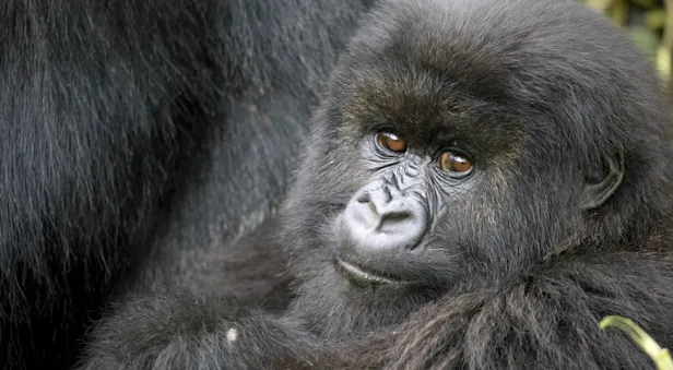 Mountain gorilla