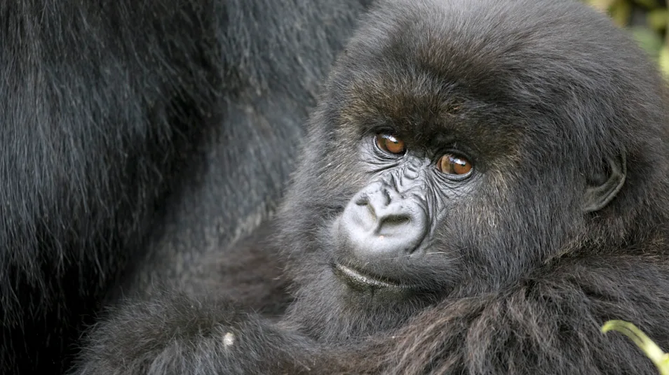 Mountain gorilla