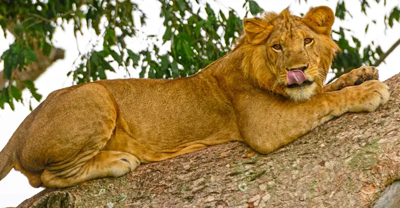 Tree-climbing lion, Queen Elizabeth National Park, Uganda.