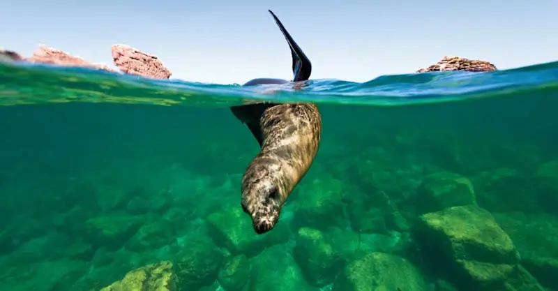 California sea lion,  Los Islote, Mexico.