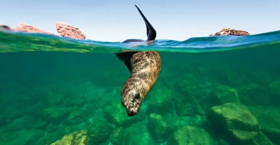 California sea lion,  Los Islote, Mexico.