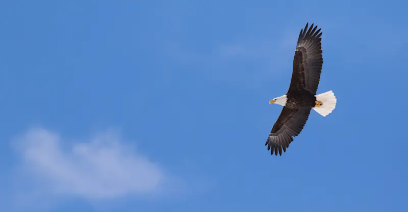 Bald eagle, Yellowstone National Park, Wyoming.