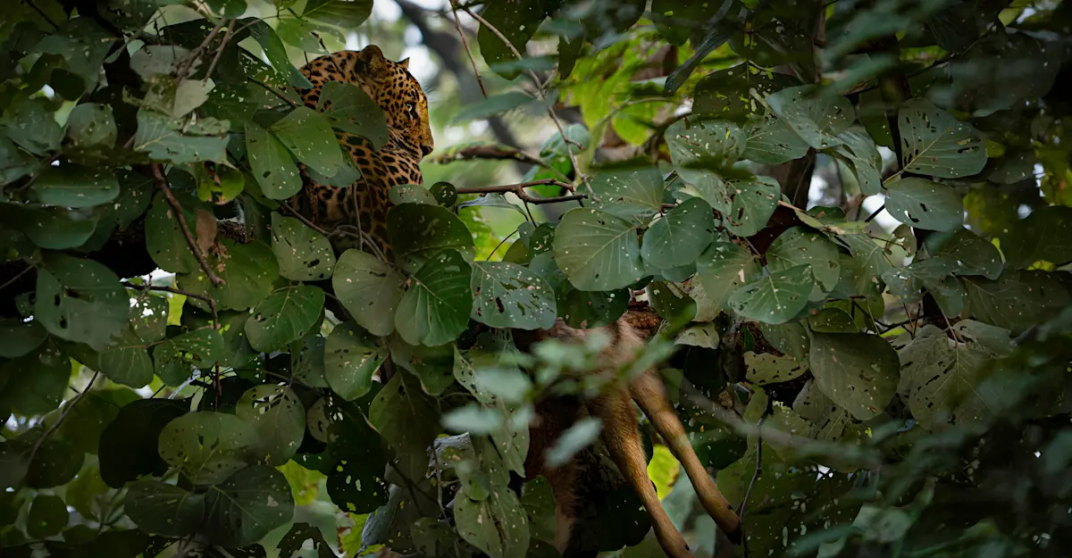 Leopard with a Sambar Fawn kill, India.