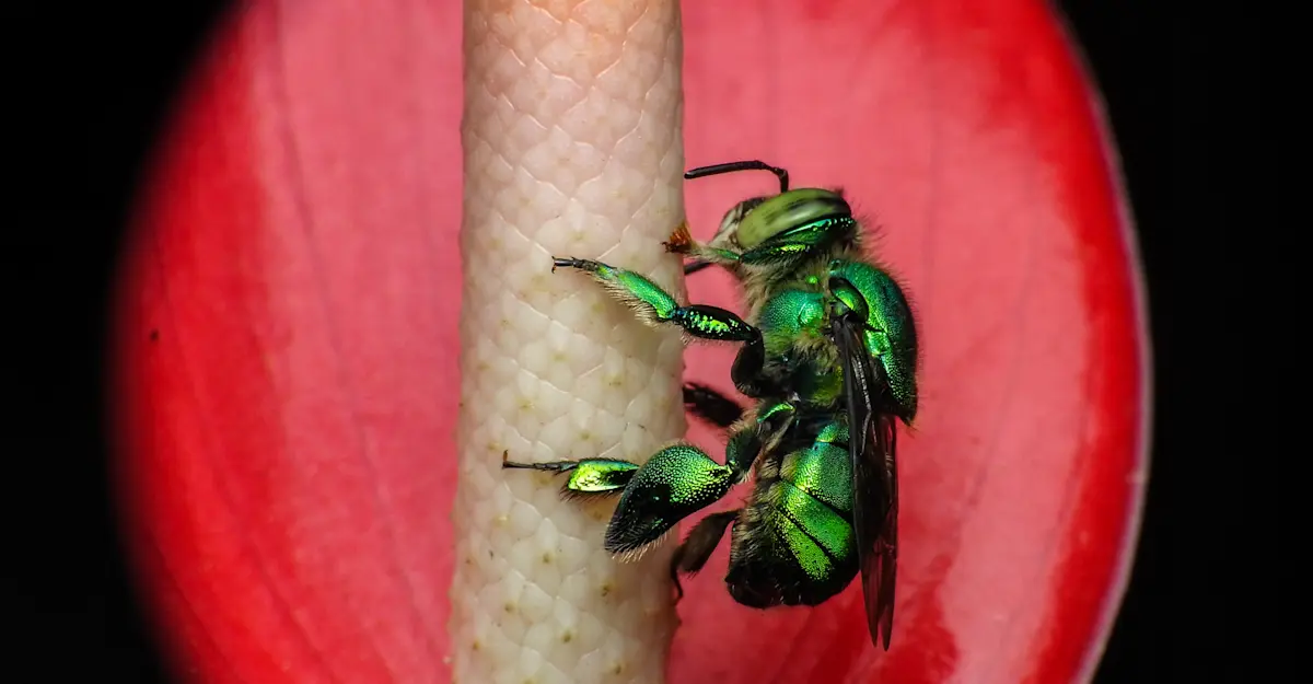 Green orchid bee, Monteverde Cloud Forest Reserve, Costa Rica.