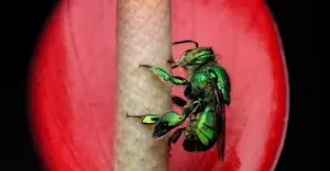 Green orchid bee, Monteverde Cloud Forest Reserve, Costa Rica.