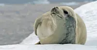 Crabeater seal, Antarctica.