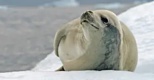 Crabeater seal, Antarctica.