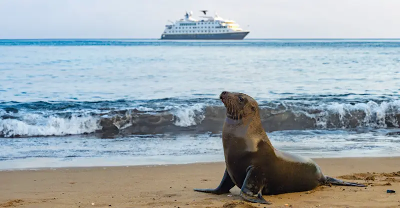 Sea lion and National Geographic Endeavour II, Galapagos Islands, Ecuador.
