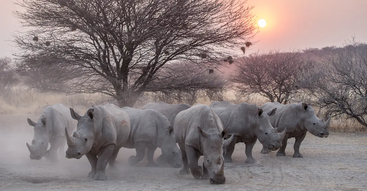 Rhinos, Namibia.