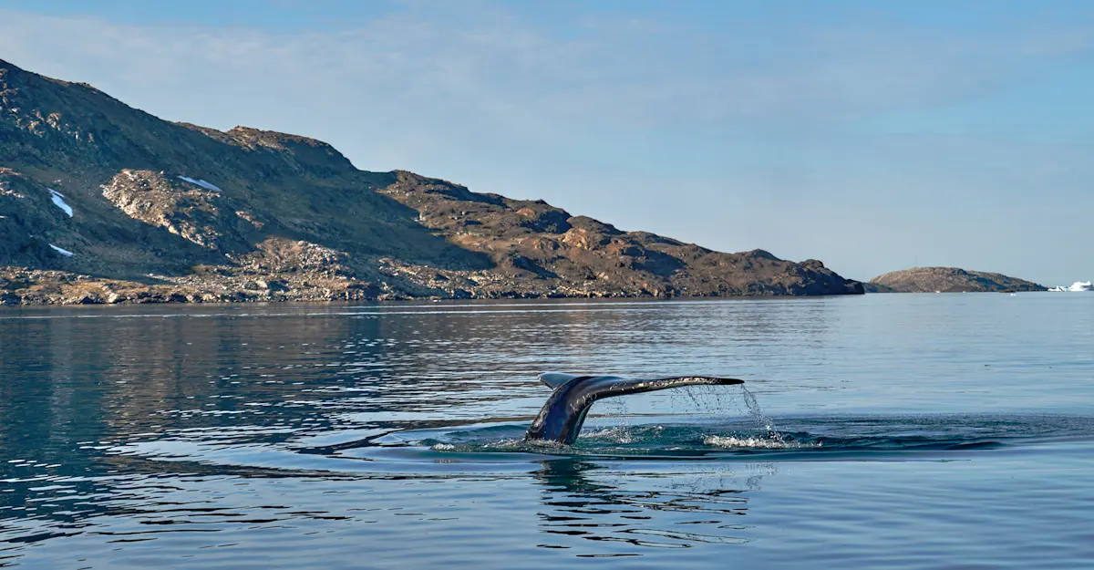 Whale tail, Sermilik Fjord, Greenland.