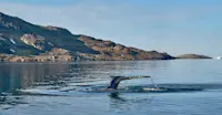 Whale tail, Sermilik Fjord, Greenland.
