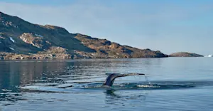 Whale tail, Sermilik Fjord, Greenland.