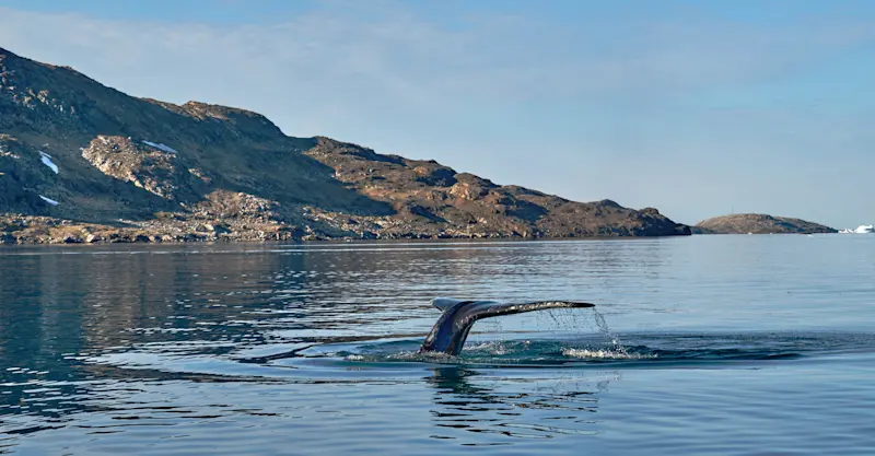 Whale tail, Sermilik Fjord, Greenland.