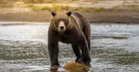 A curious coastal brown bear in Lake Clark National Park, Alaska.
