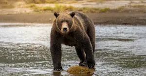 A curious coastal brown bear in Lake Clark National Park, Alaska.