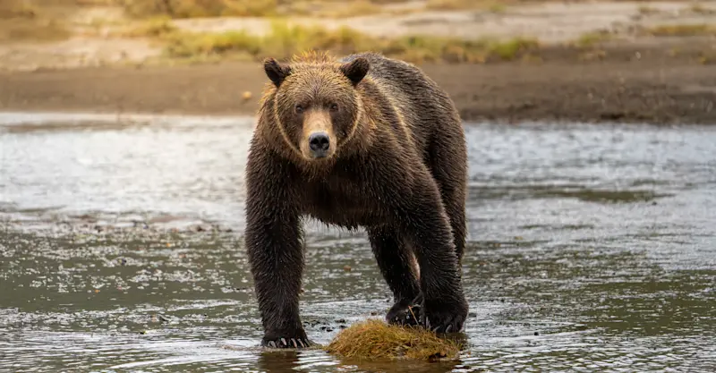 A curious coastal brown bear in Lake Clark National Park, Alaska.