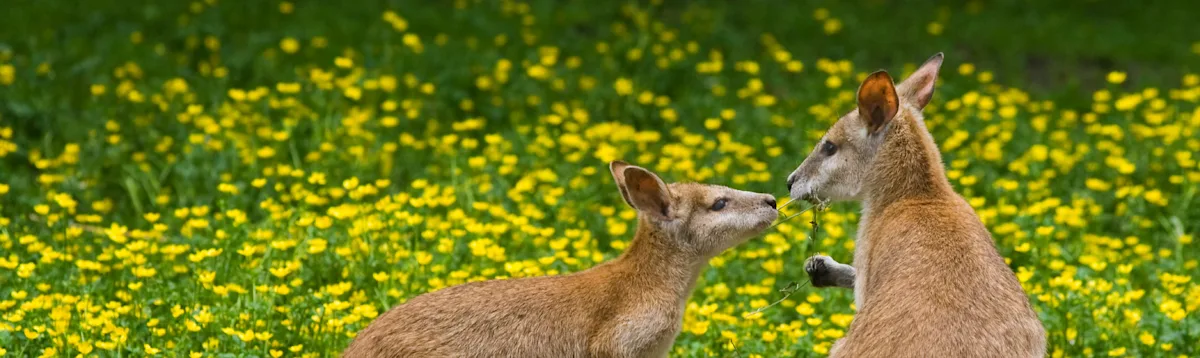 Wallaby, Australia South, Asia
