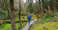 Cradle Mountain–Lake St. Clair National Park, Tasmania, Australia.