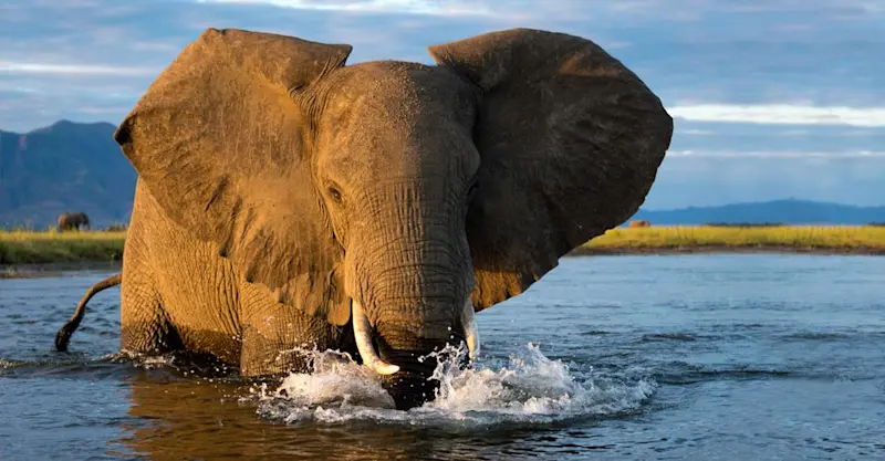 Elephant, Zambezi River, Zimbabwe.