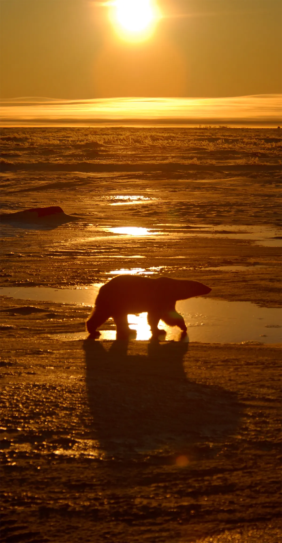Polar bear, Churchill.