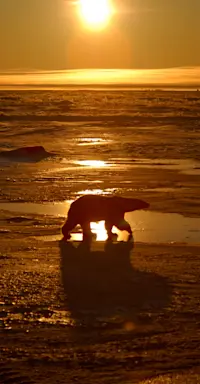 Polar bear, Churchill
