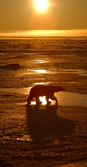 Polar bear, Churchill