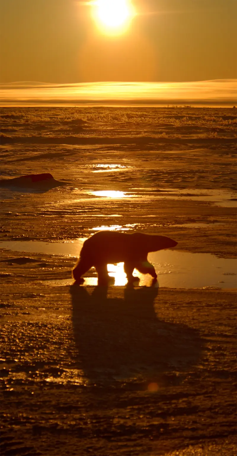 Polar bear, Churchill