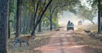 Tiger safari, Tadoba National Park, India.