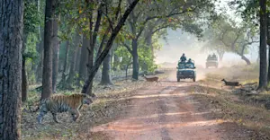Tiger safari, Tadoba National Park, India.
