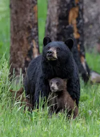 Black bear with cub, Grand Teton National Park, Wyoming,