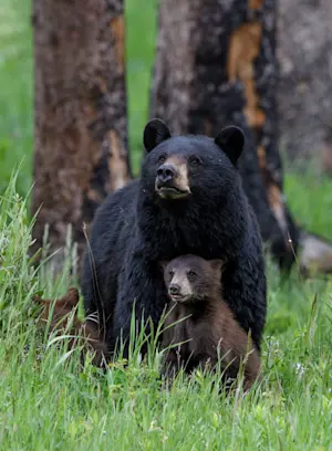 Black bear with cub, Grand Teton National Park, Wyoming,