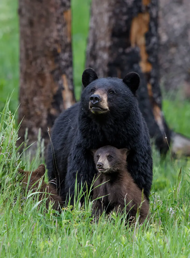 Black bear with cub, Grand Teton National Park, Wyoming,