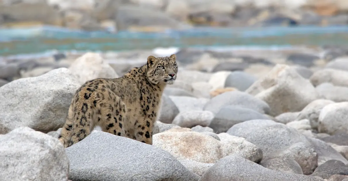 Snow Leopard, Indus River, Ladakh.