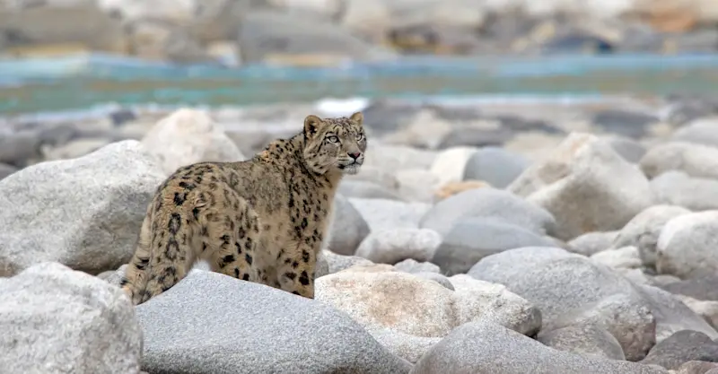 Snow Leopard, Indus River, Ladakh