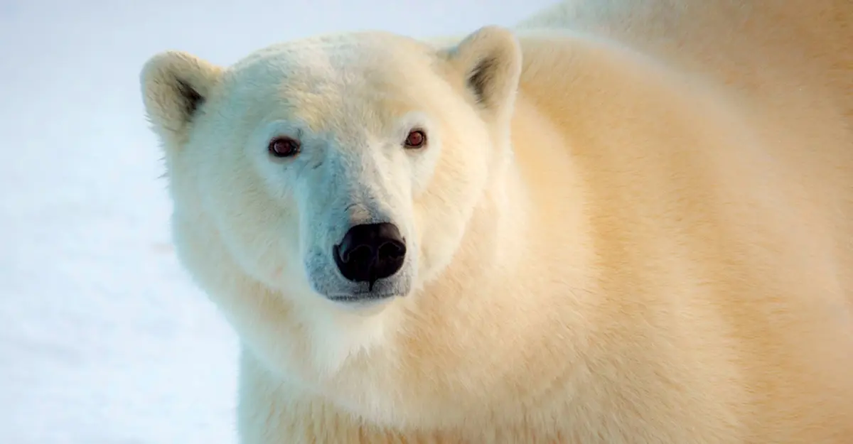 Polar Bear, Churchill, Manitoba.