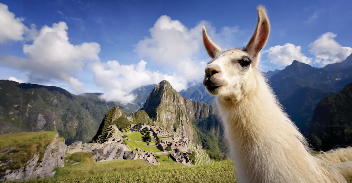 Llama, Machu Picchu, Peru.