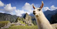 Llama, Machu Picchu, Peru.