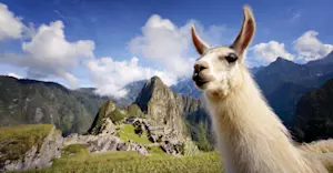 Llama, Machu Picchu, Peru.