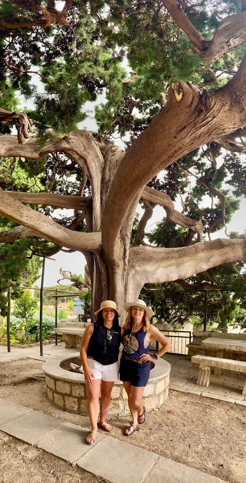 Pausing beneath a wise tree in Korčula, Croatia.