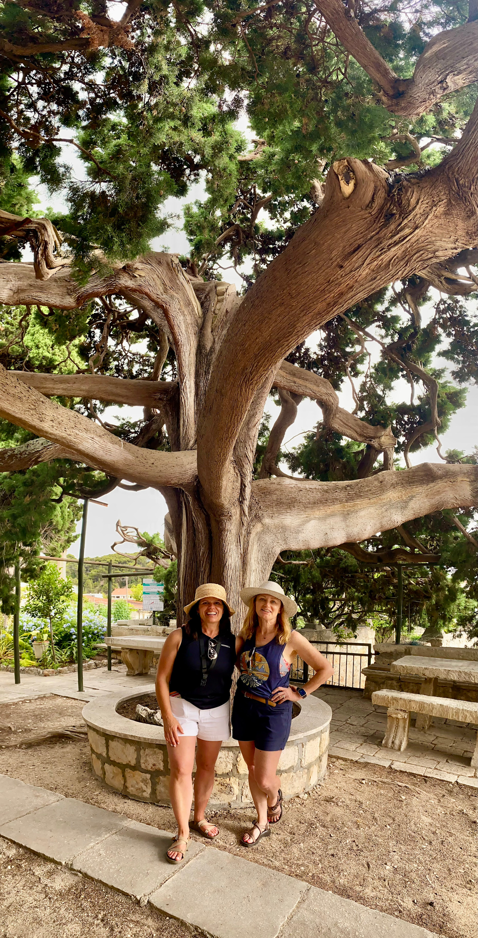 Pausing beneath a wise tree in Korčula, Croatia.