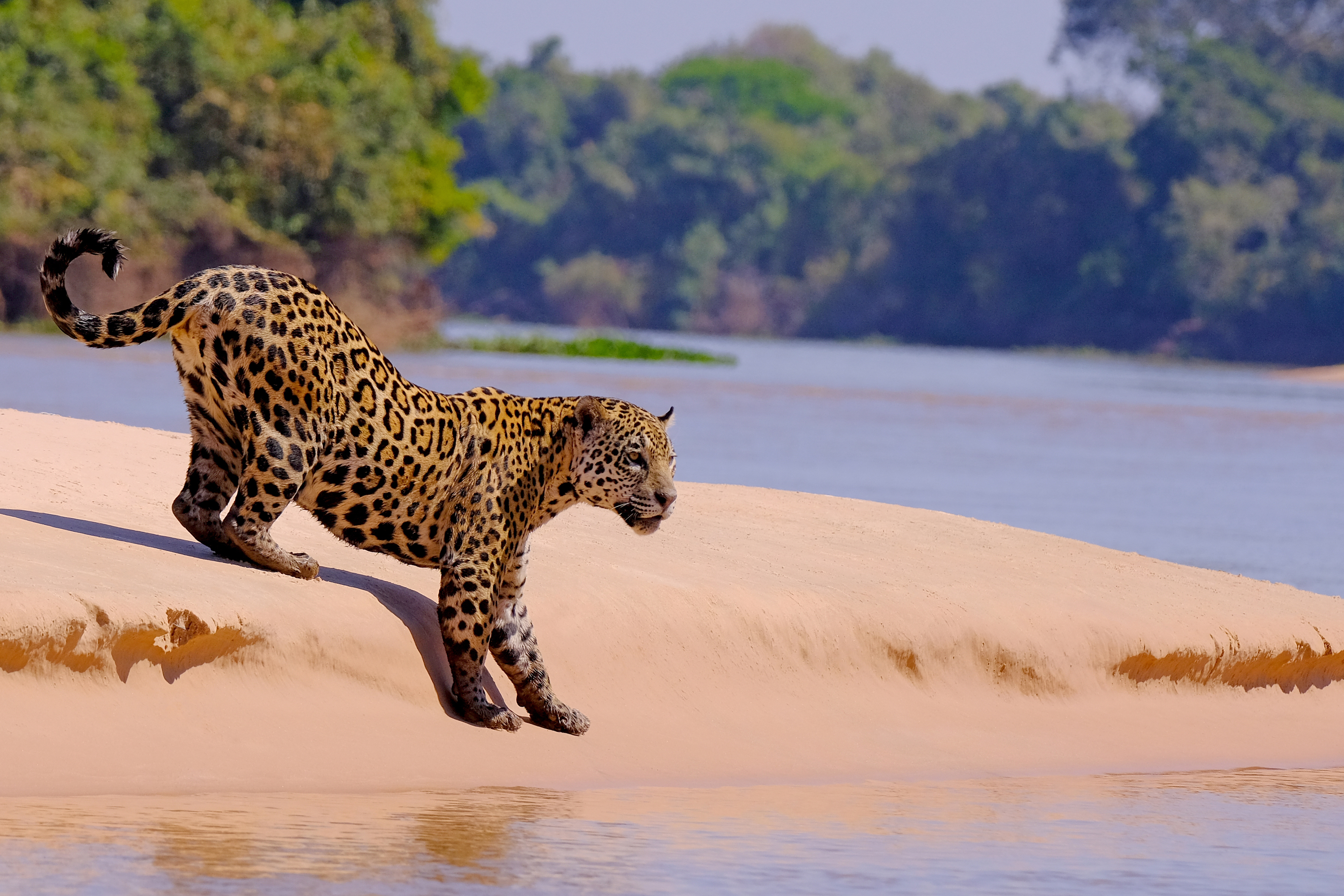 Jaguar in Brazil