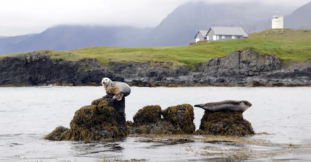 Ytri Tunga beach (seal photo)