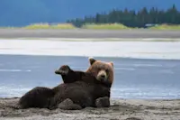 Bear posing for the camera at Alaska Bear Camp.