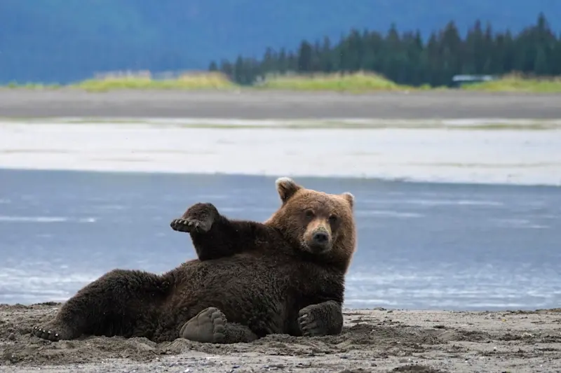 Bear posing for the camera at Alaska Bear Camp.