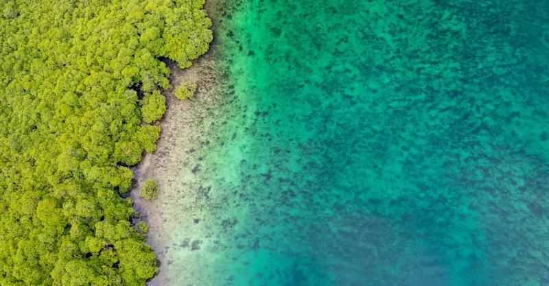 Mangrove forest, Belize.