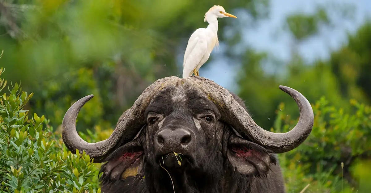 Water buffalo and cattle egret, Kenya.