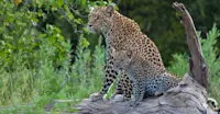 Leopard and cub, Santawani Private Concession, Botswana.