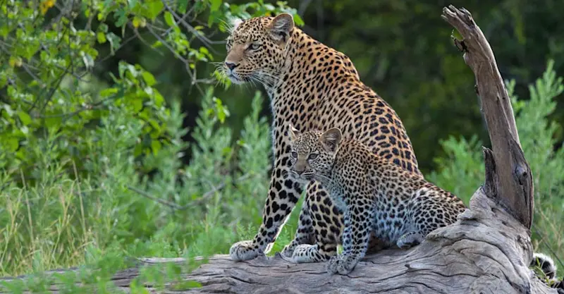 Leopard and cub, Santawani Private Concession, Botswana.