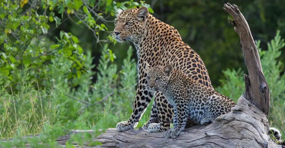 Leopard and cub, Santawani Private Concession, Botswana.